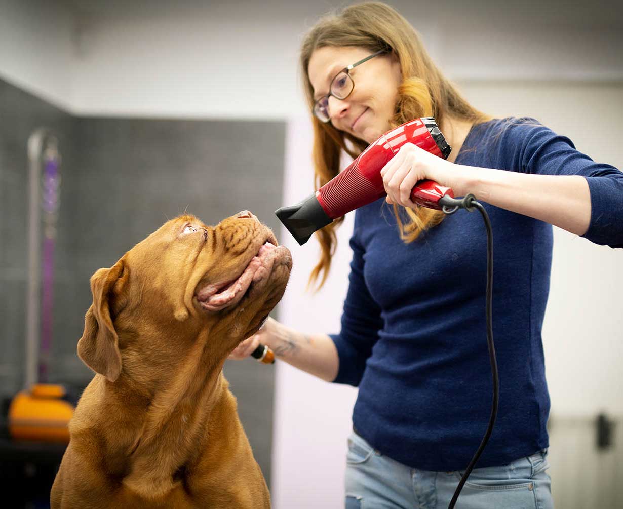 Hundesalon-Kerstin-Boehm-Missy-Foehnen